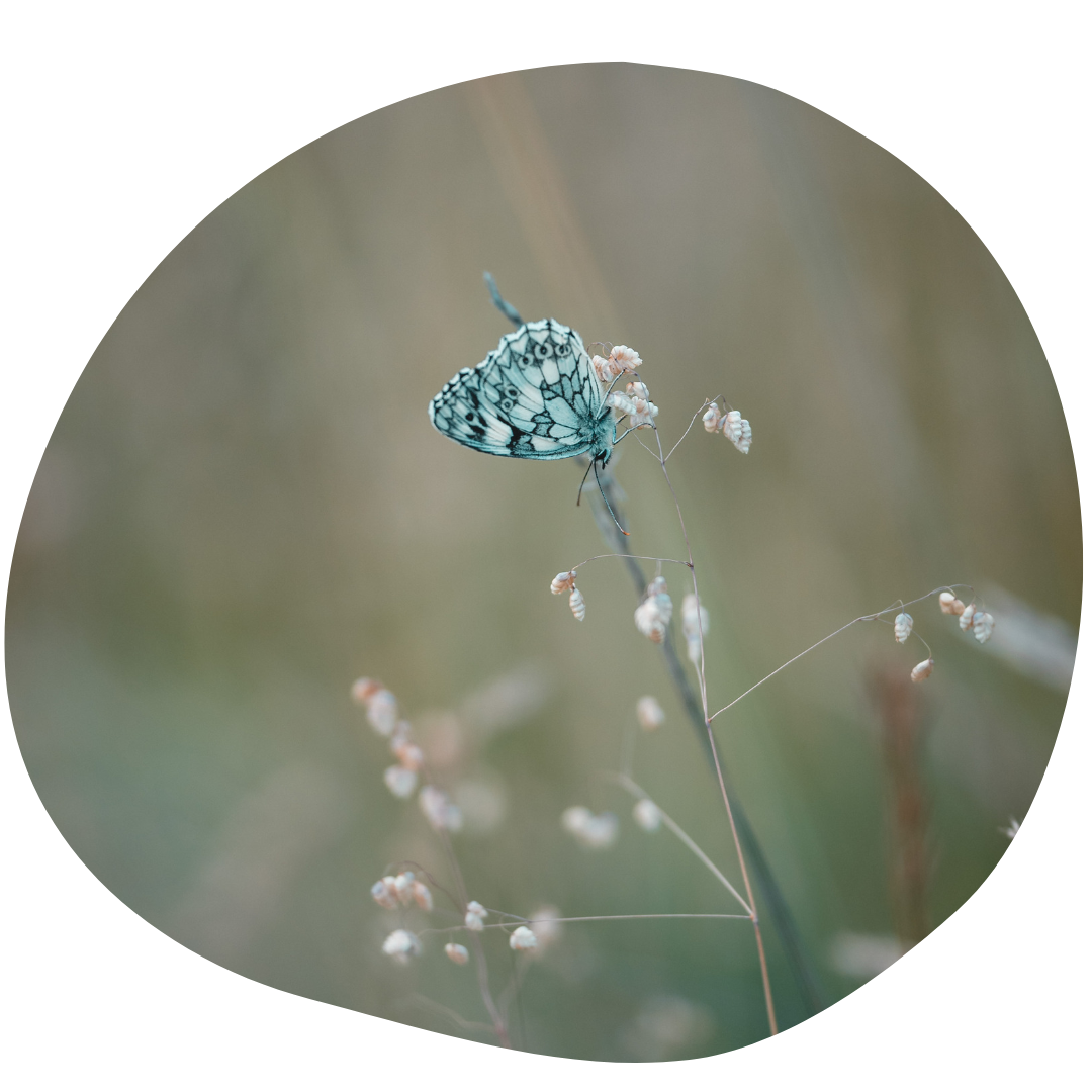Schmetterling Naturdetails